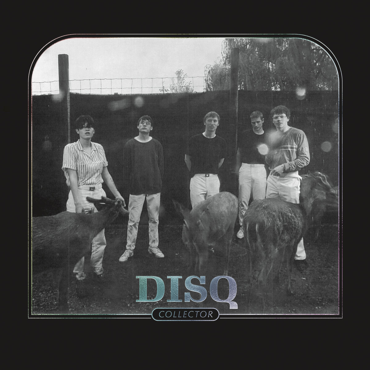 Disq • <i>Collector</i>